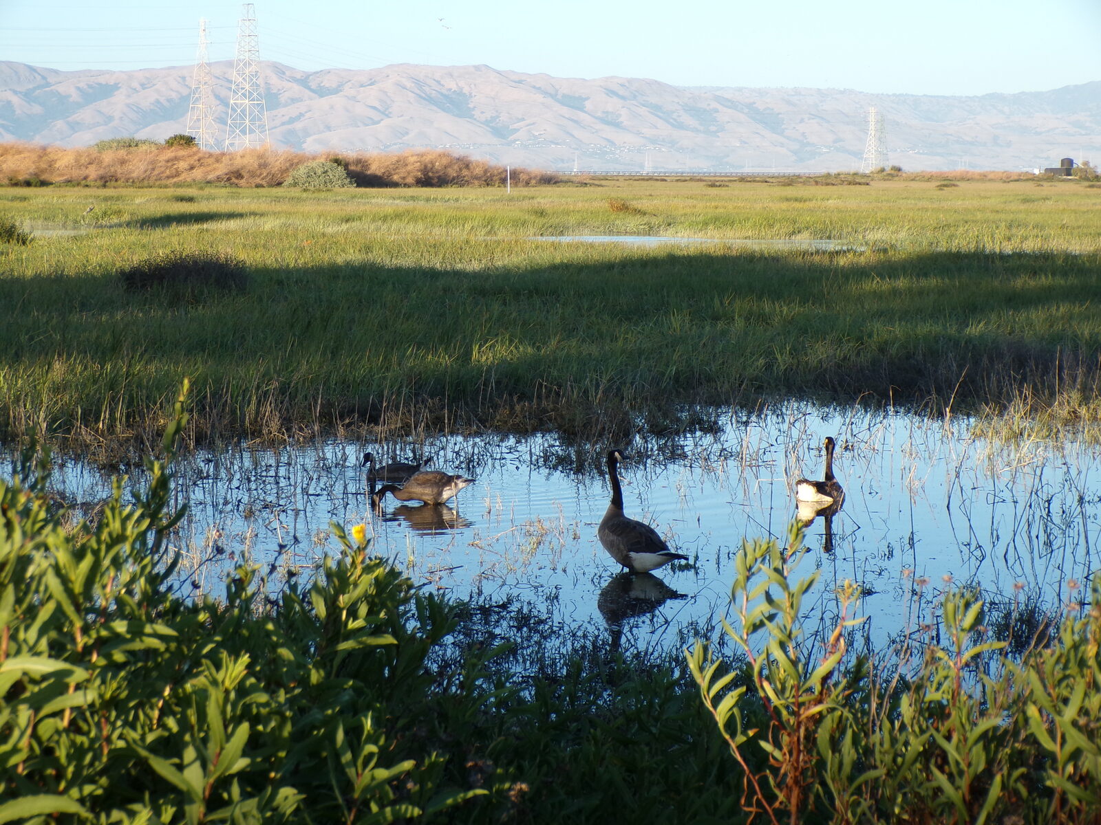 Canada geese in a wetland pond at Baylands Nature Preserve