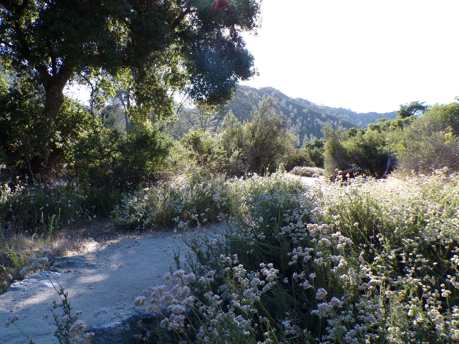 Wildflowers along a trail at Pinnacles National Park