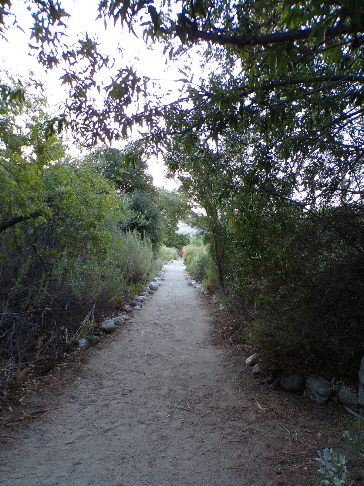 Shaded trail through trees at Whitewater Preserve